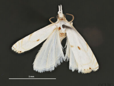 dorsal view of adult Microcrambus biguttellus