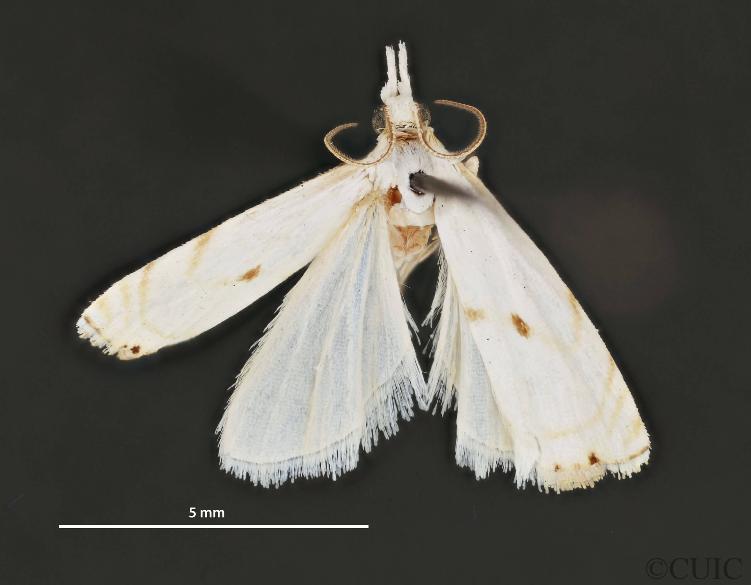 dorsal view of adult Microcrambus biguttellus