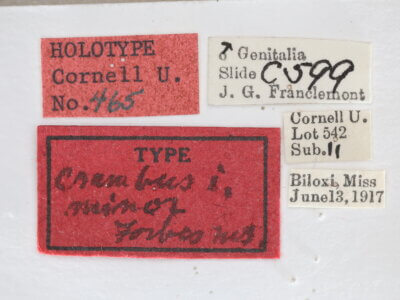 label view of adult Microcrambus minor