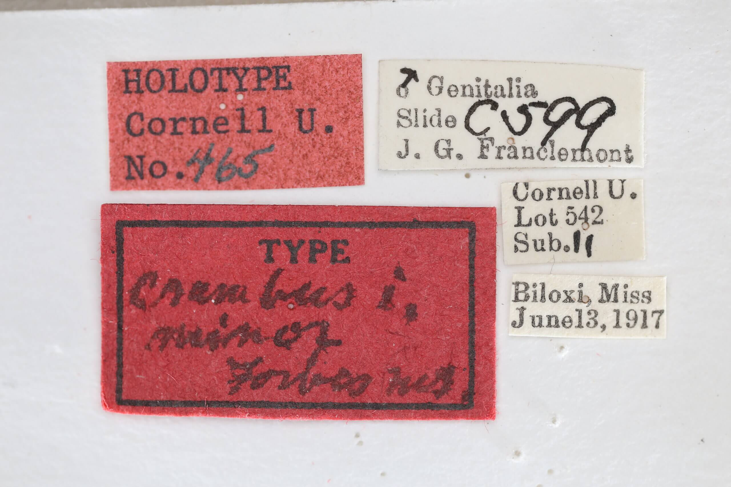 label view of adult Microcrambus minor