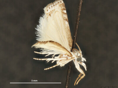 dorsal view of adult Microcrambus minor