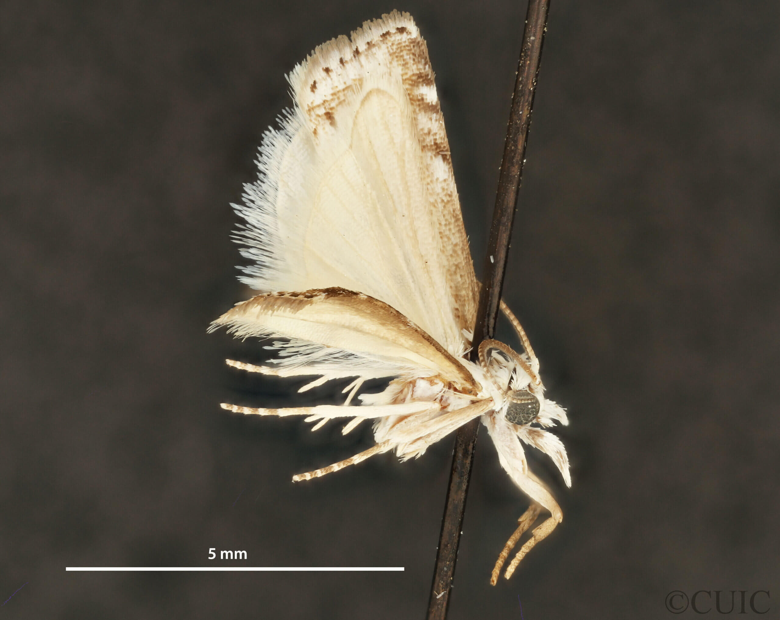 dorsal view of adult Microcrambus minor