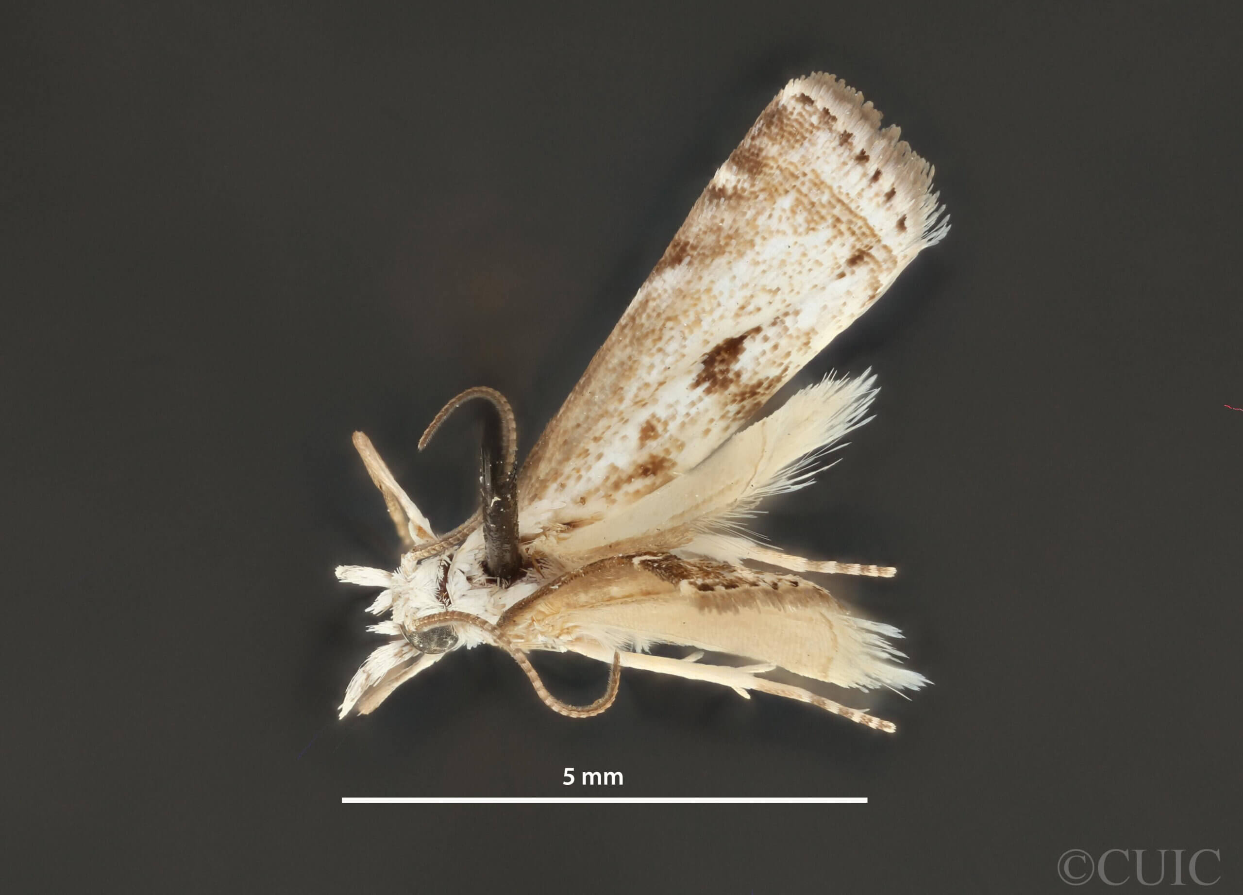dorsal view of adult Microcrambus minor