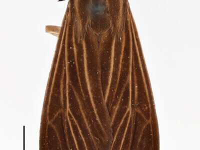 dorsal view of adult Patreliura capys