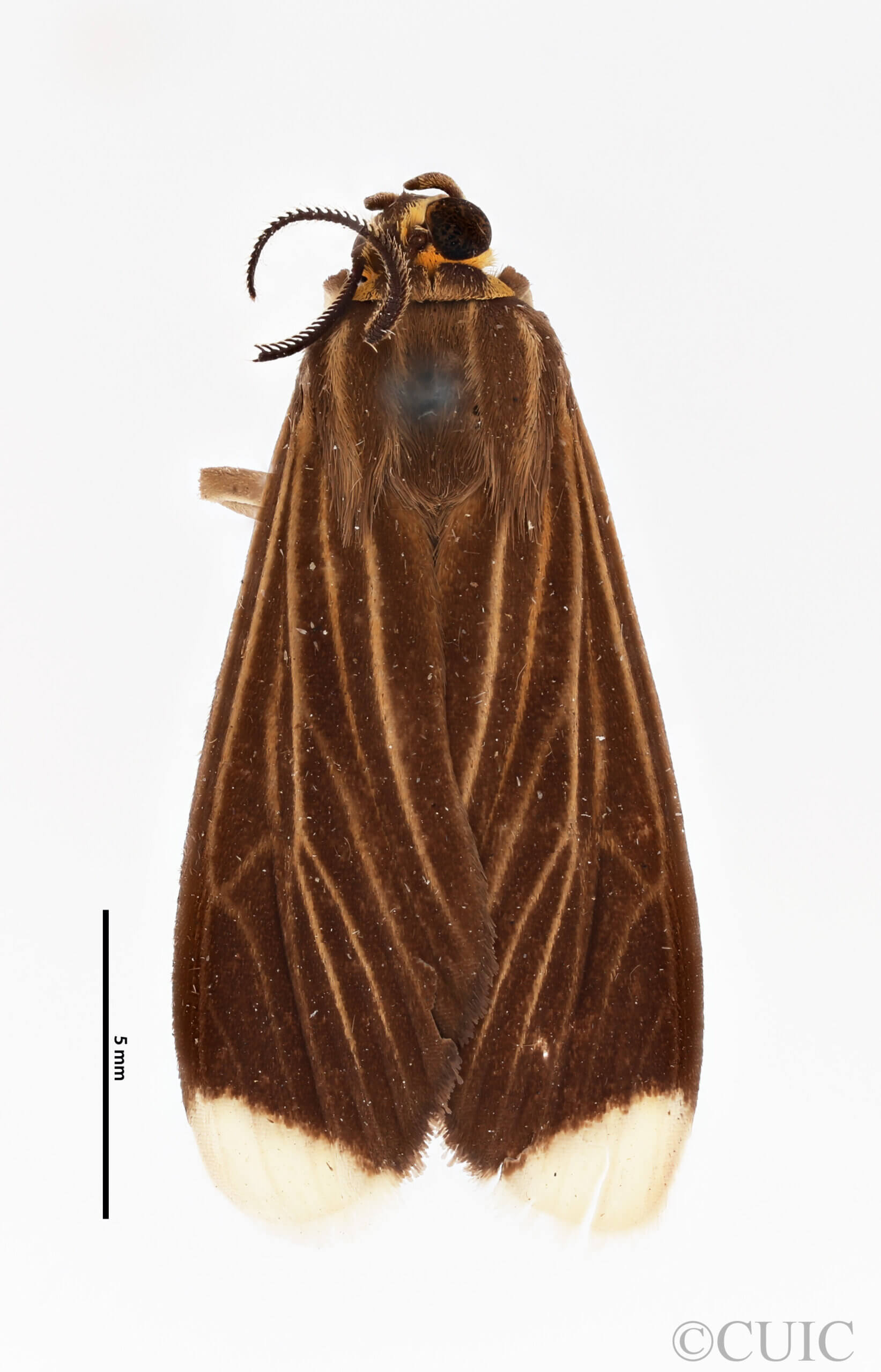 dorsal view of adult Patreliura capys