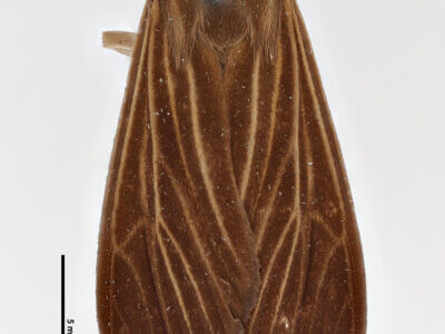 dorsal view of adult Patreliura capys