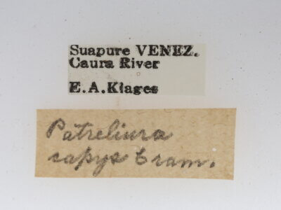 label view of adult Patreliura capys