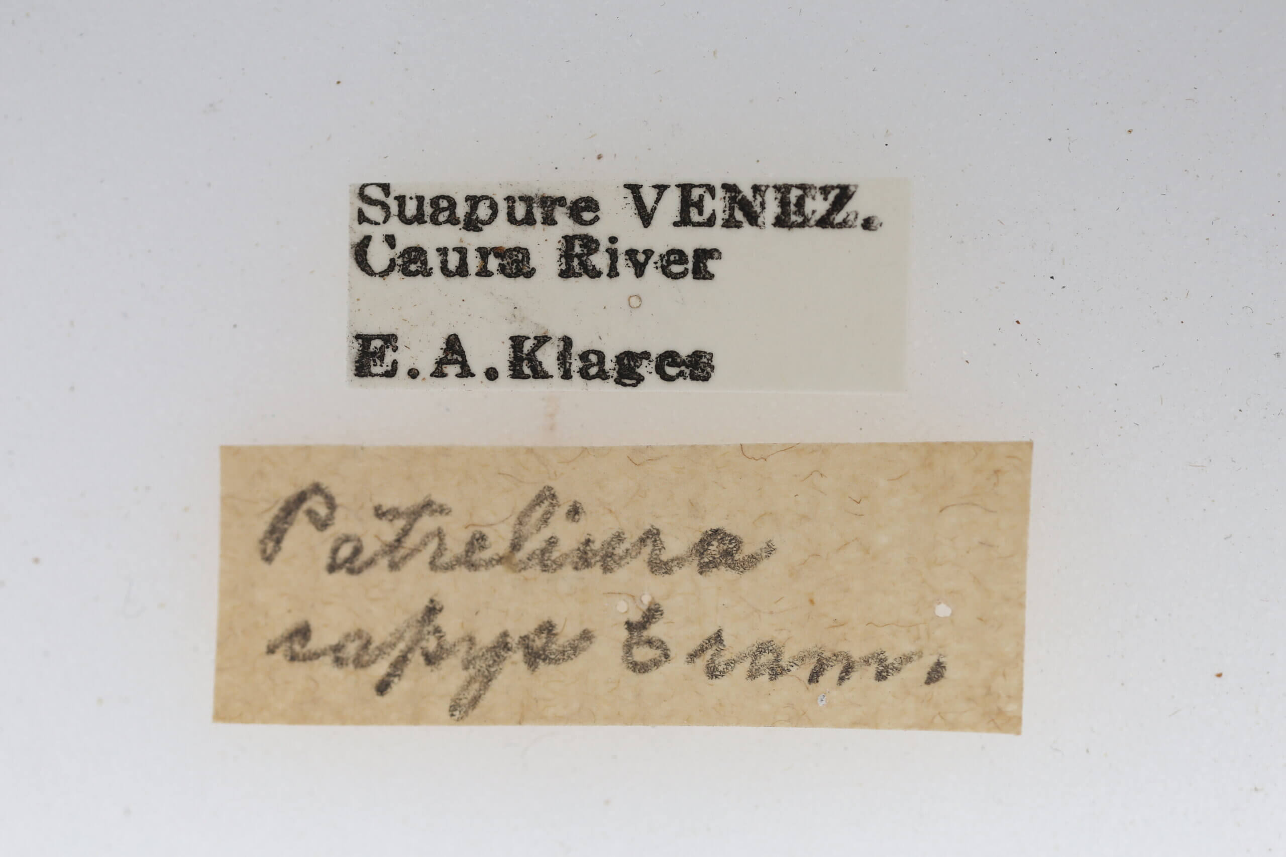 label view of adult Patreliura capys