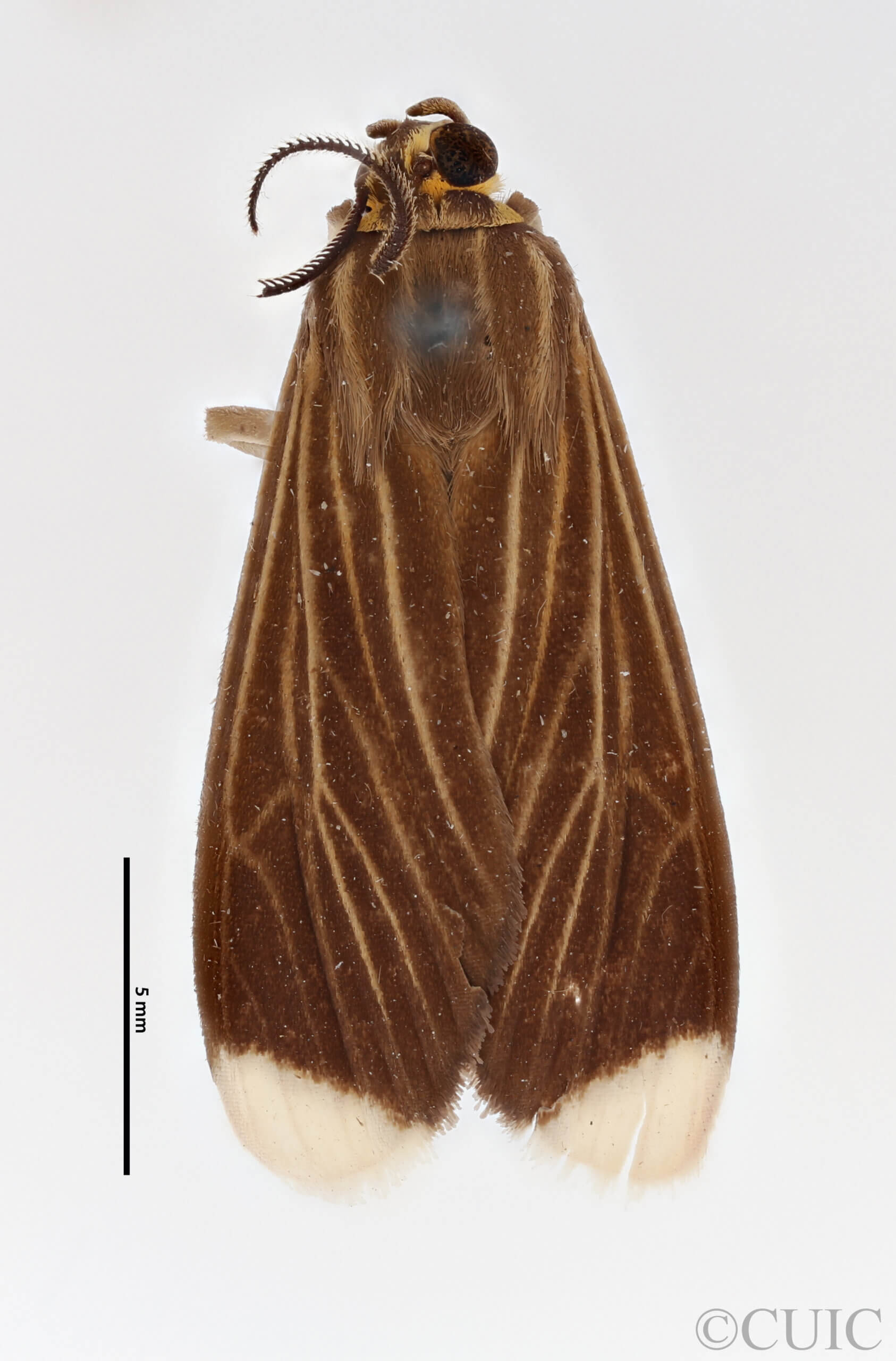 dorsal view of adult Patreliura capys