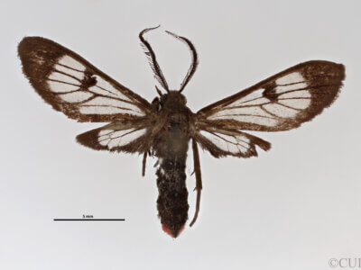 dorsal view of adult Pezaptera sordida