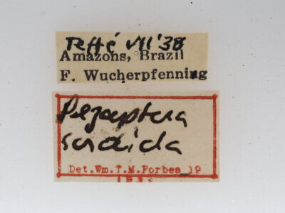 label view of adult Pezaptera sordida