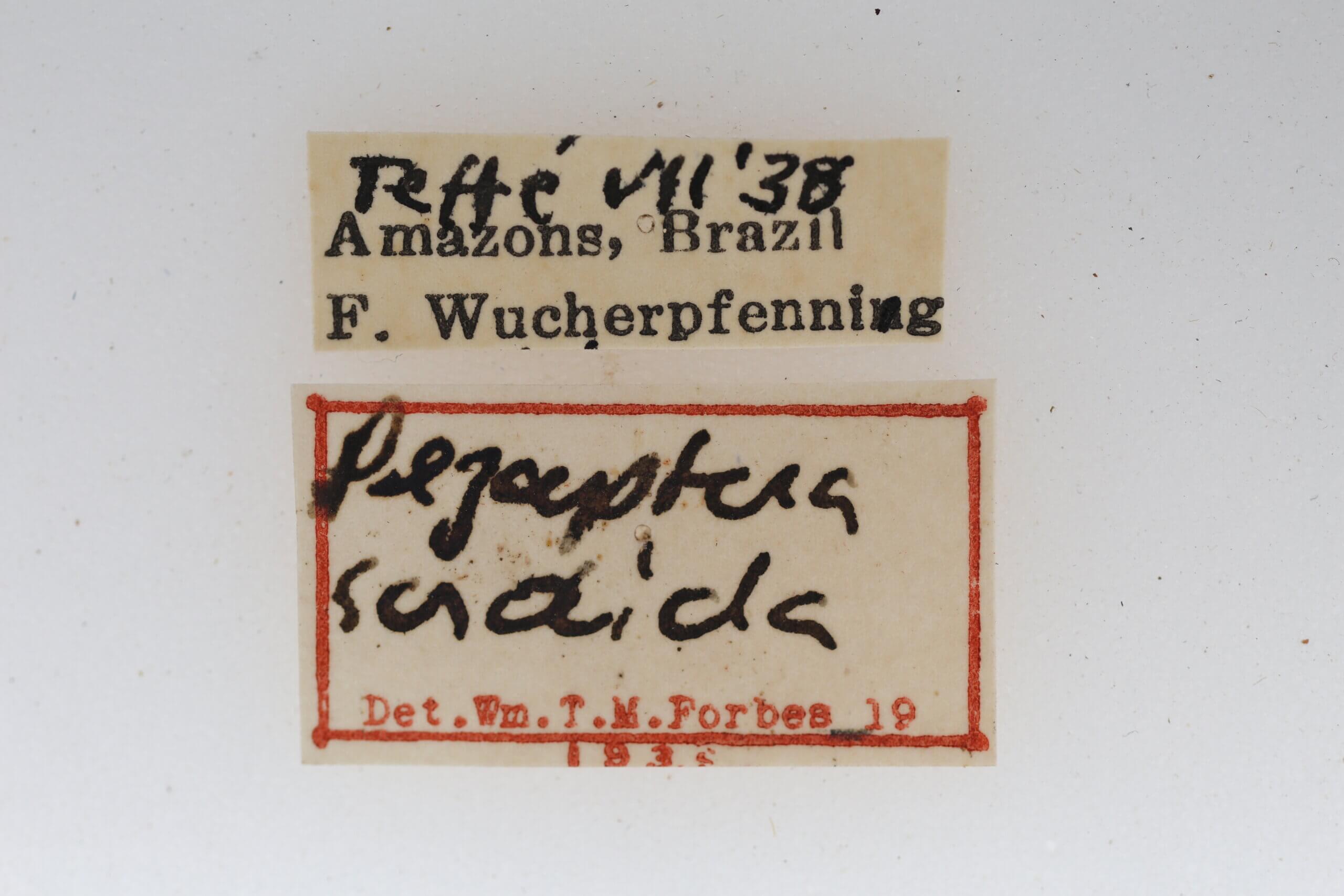 label view of adult Pezaptera sordida