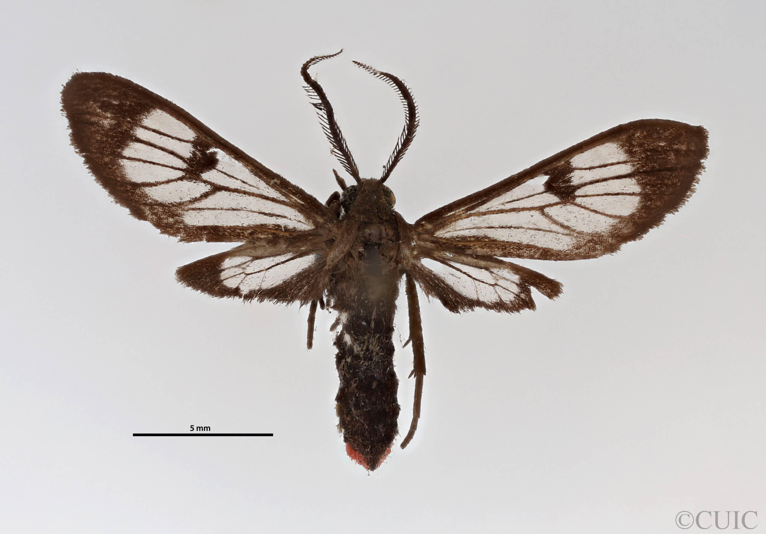 dorsal view of adult Pezaptera sordida