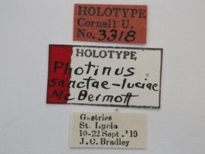 label view of adult Photinus sanctae-luciae
