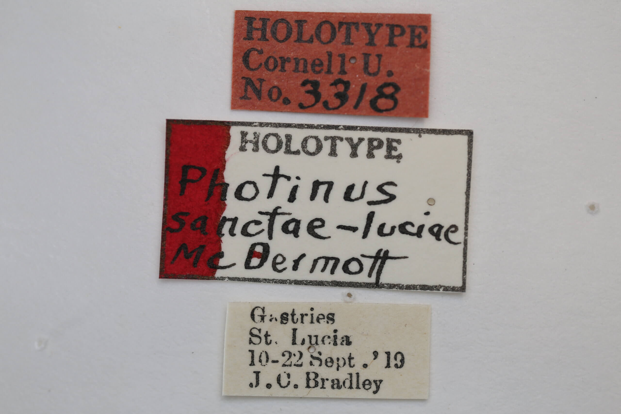 label view of adult Photinus sanctae-luciae