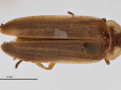 dorsal view of adult Photinus sanctae-luciae