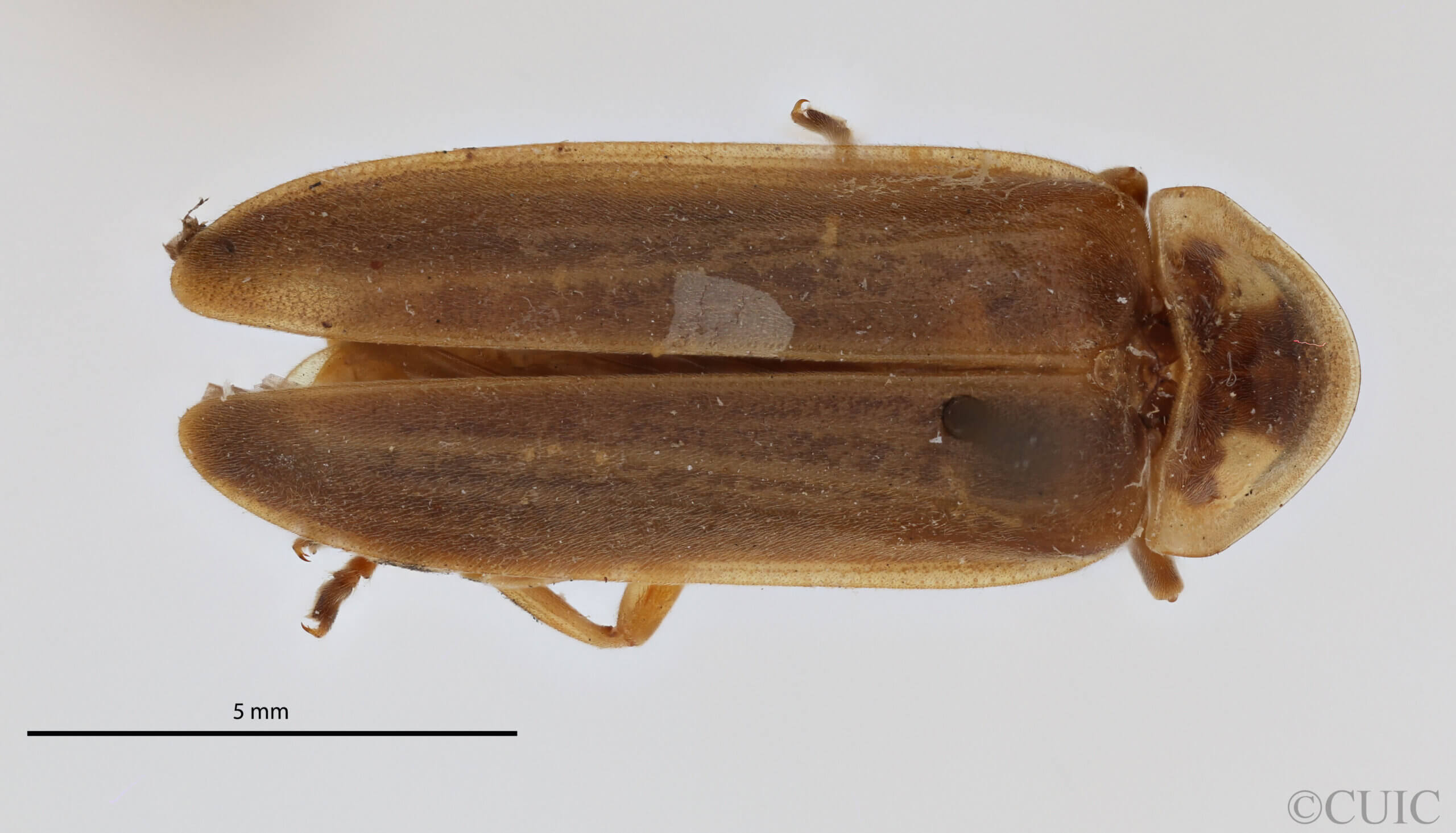 dorsal view of adult Photinus sanctae-luciae