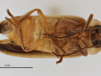 ventral view of adult Photinus sanctae-luciae