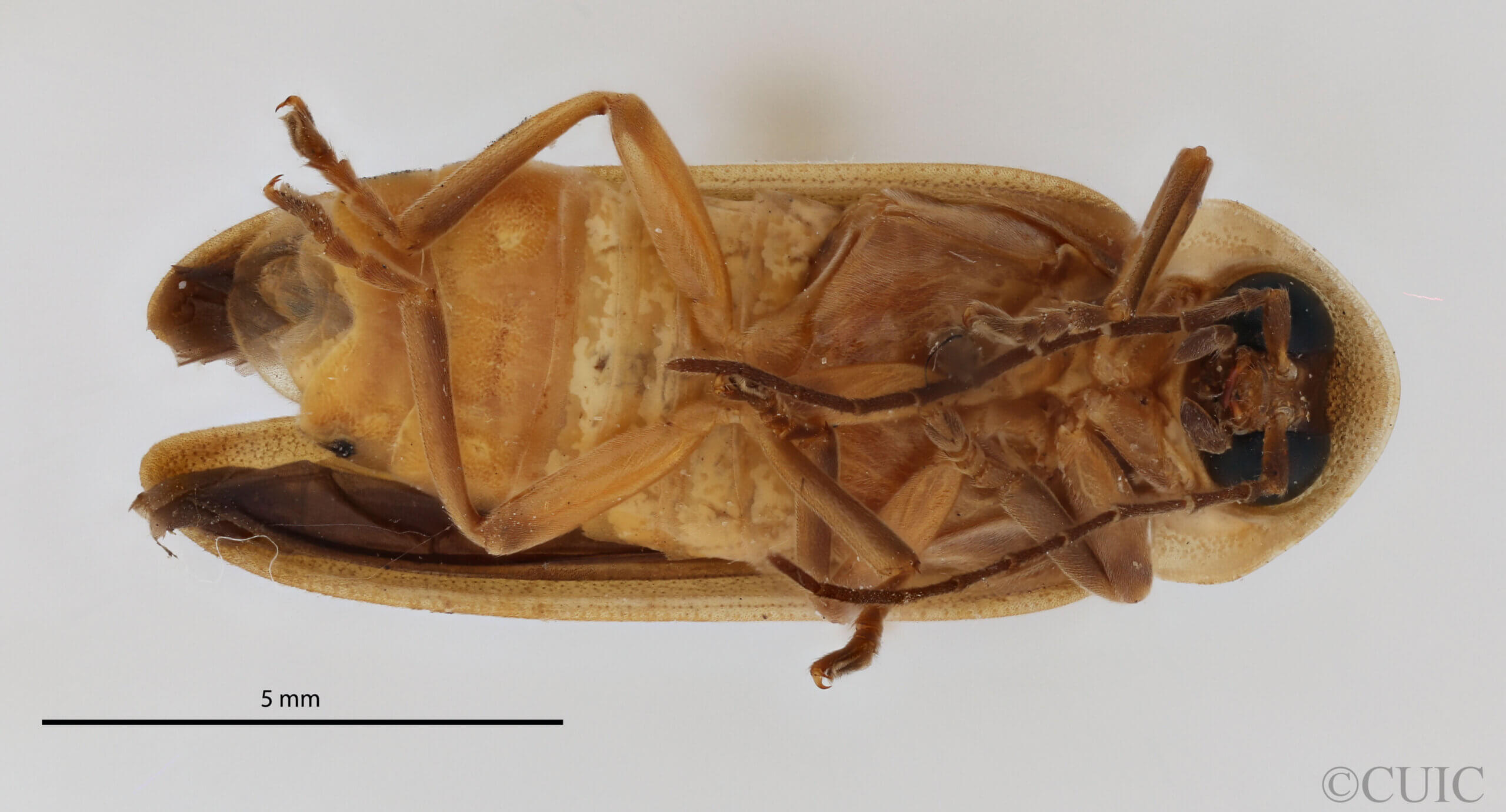 ventral view of adult Photinus sanctae-luciae