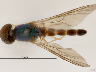 dorsal view of adult Sargus transversus