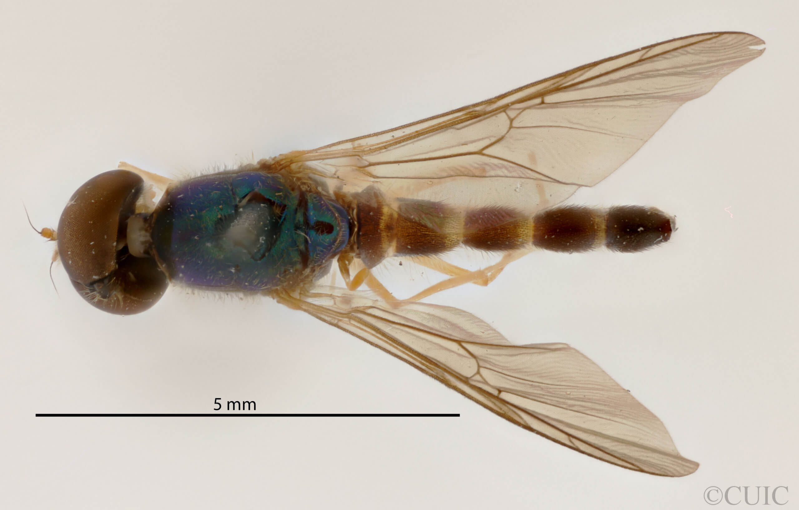 dorsal view of adult Sargus transversus