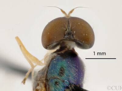 dorsal view of adult Sargus transversus