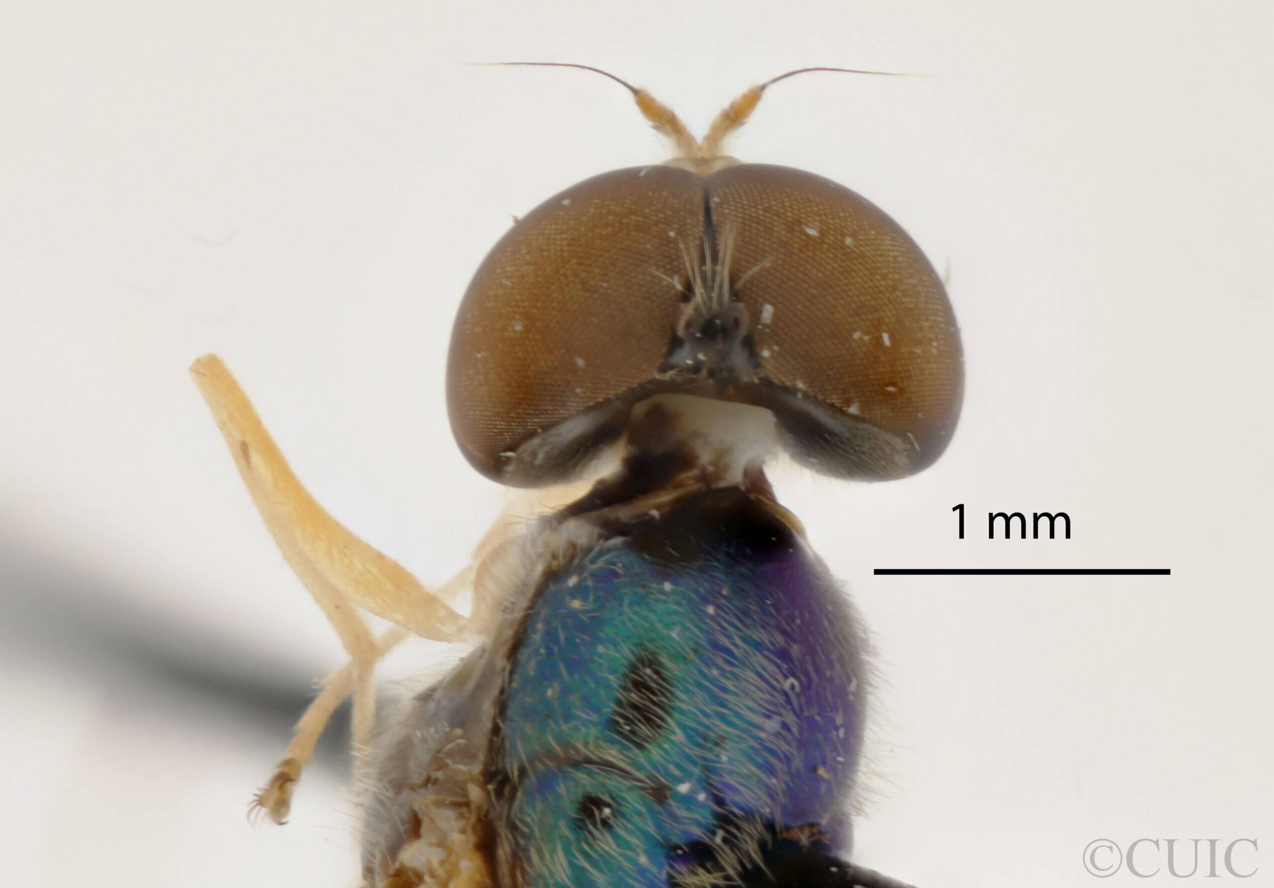 dorsal view of adult Sargus transversus