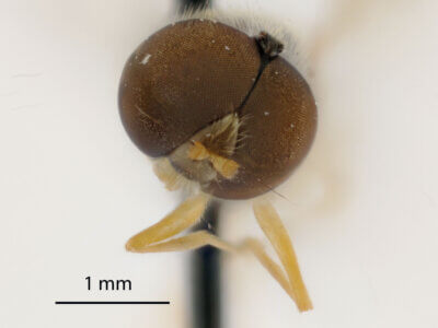 adult Sargus transversus