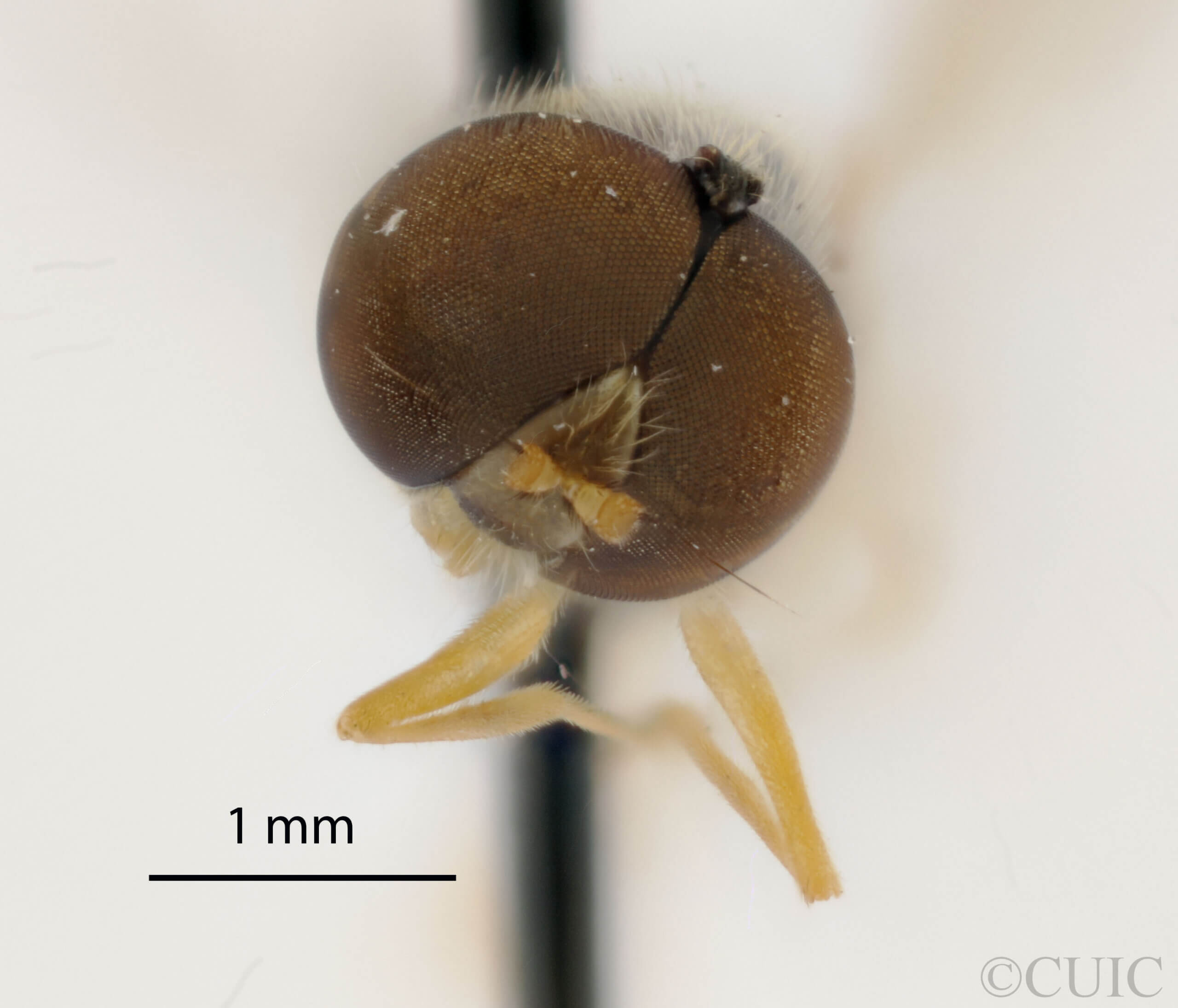 adult Sargus transversus