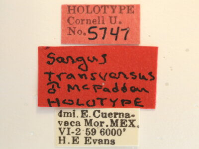 label view of adult Sargus transversus