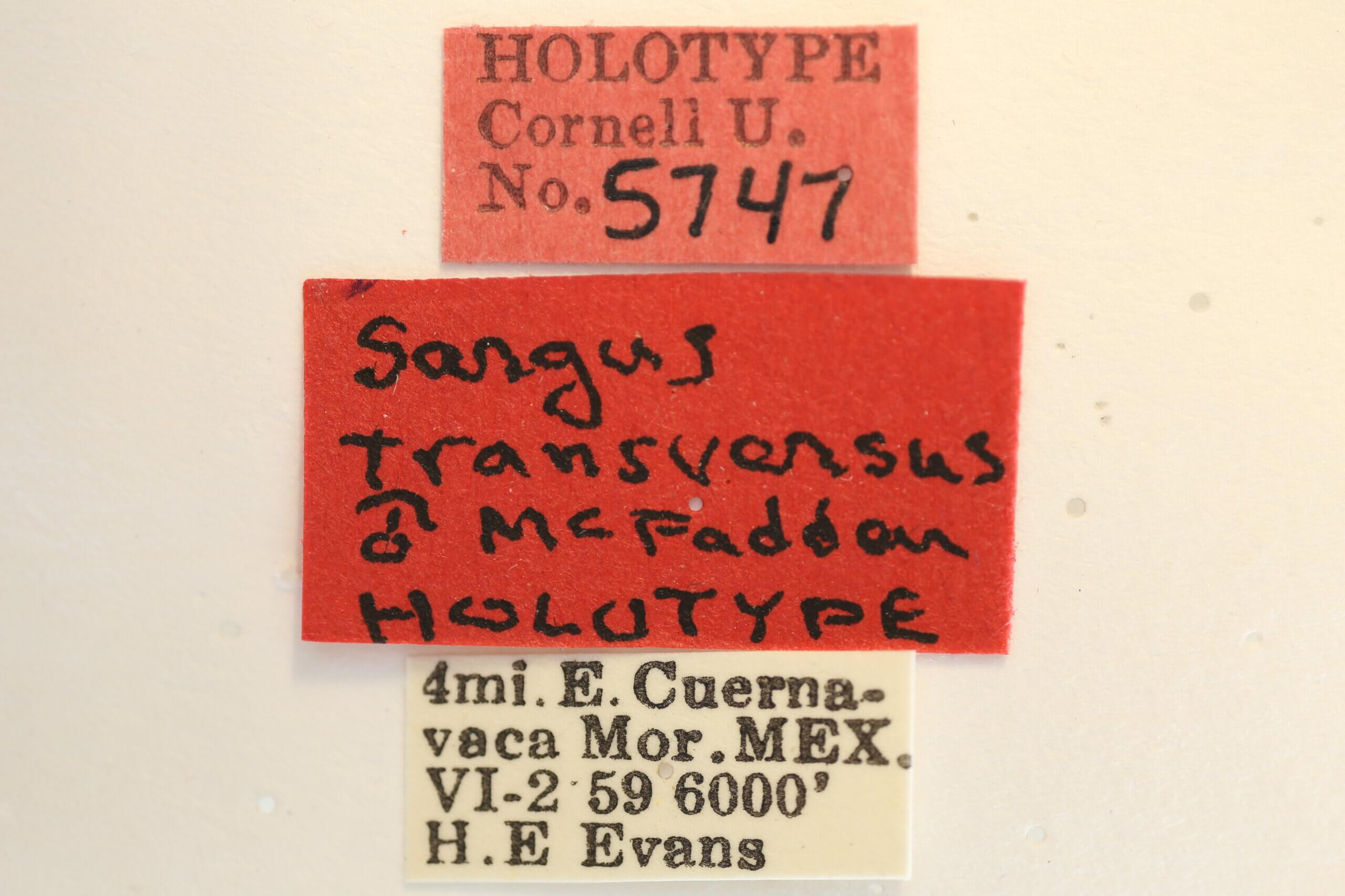 label view of adult Sargus transversus