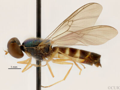 lateral view of adult Sargus transversus