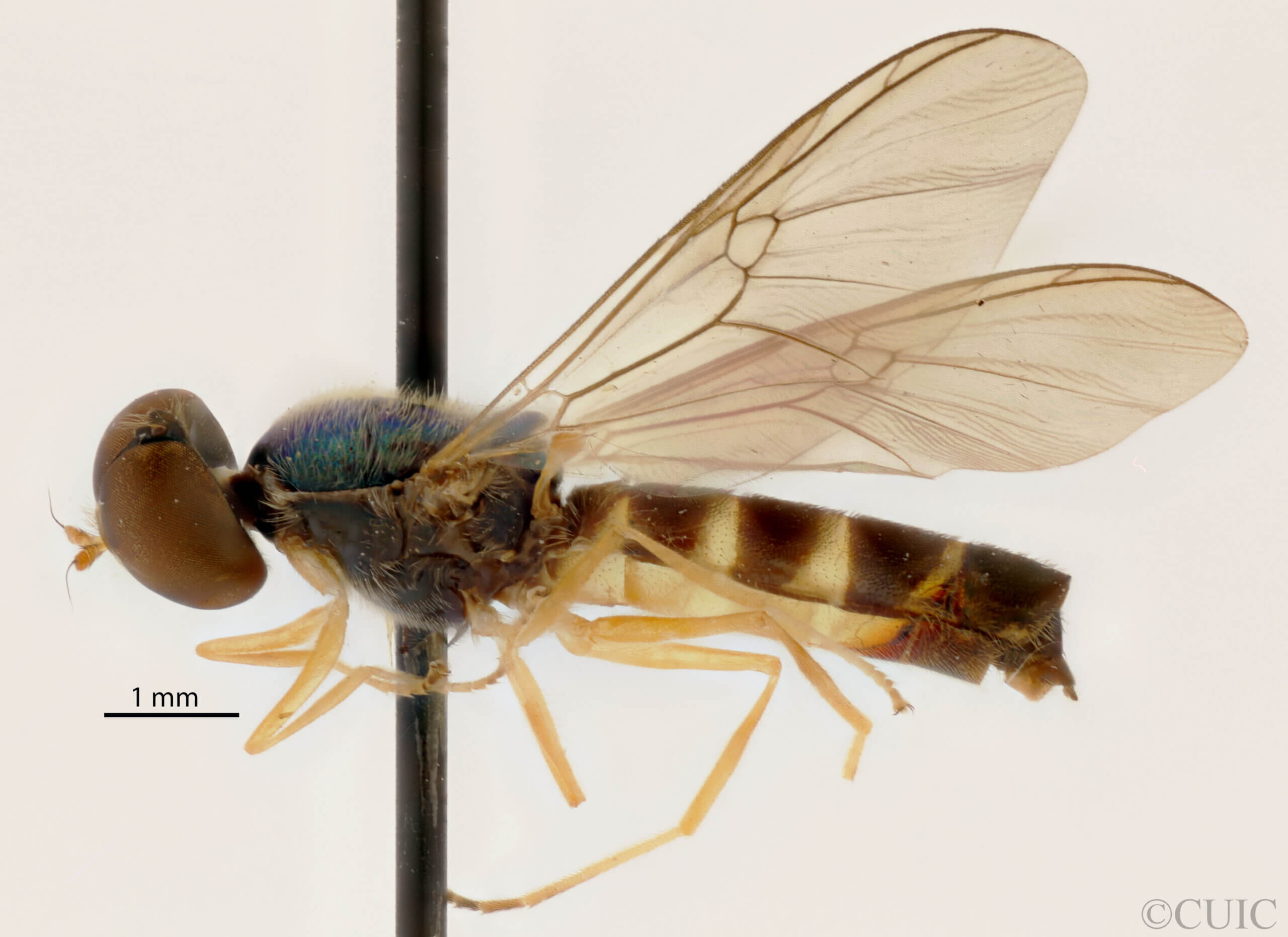 lateral view of adult Sargus transversus