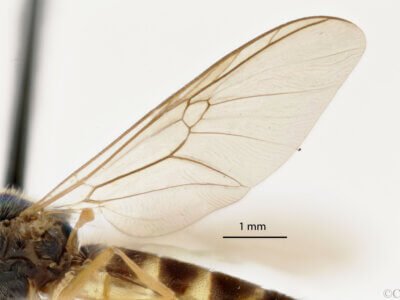 lateral view of adult Sargus transversus