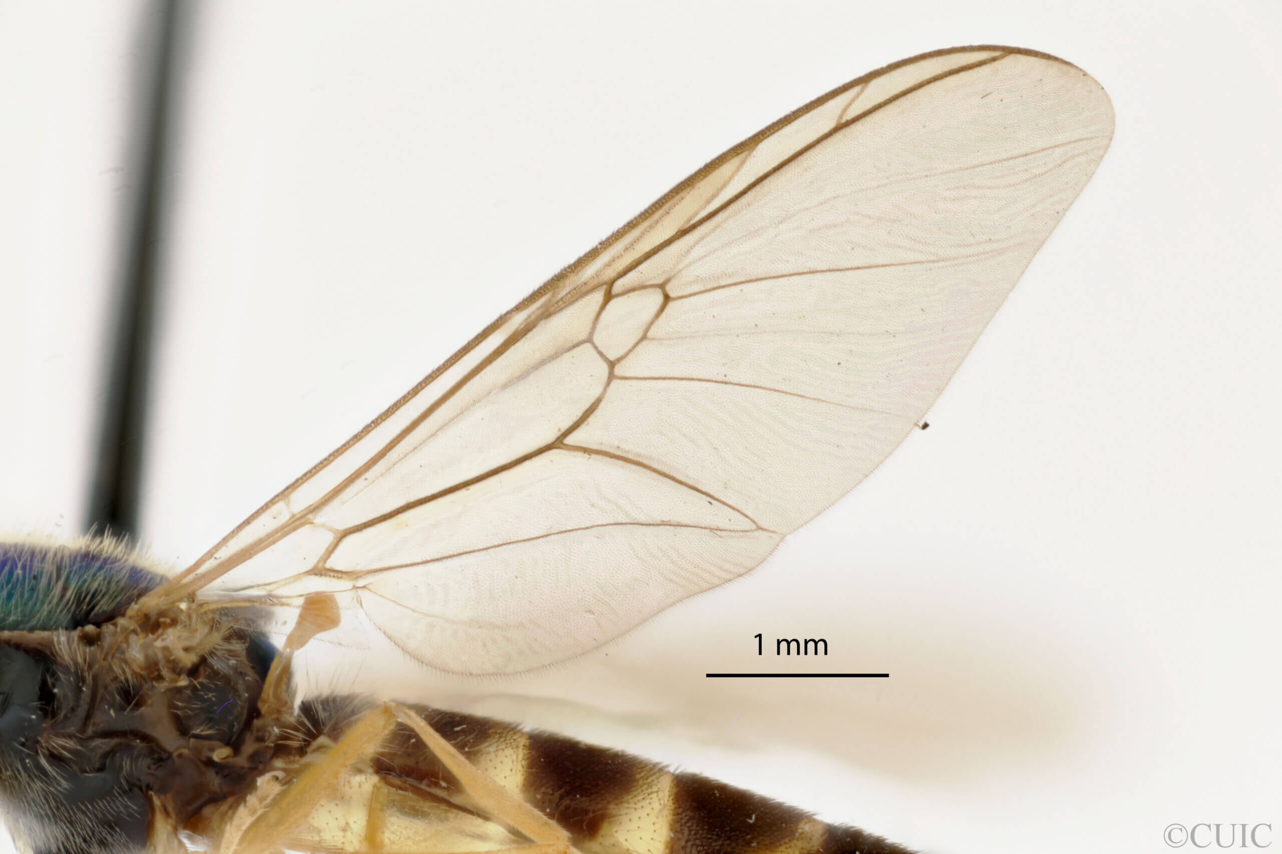 lateral view of adult Sargus transversus