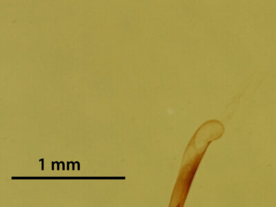 genitalia view of adult Glaucina elongata