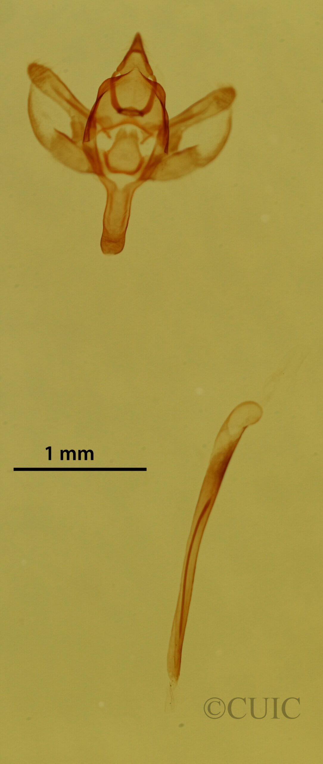 genitalia view of adult Glaucina elongata