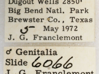 label view of adult Glaucina elongata