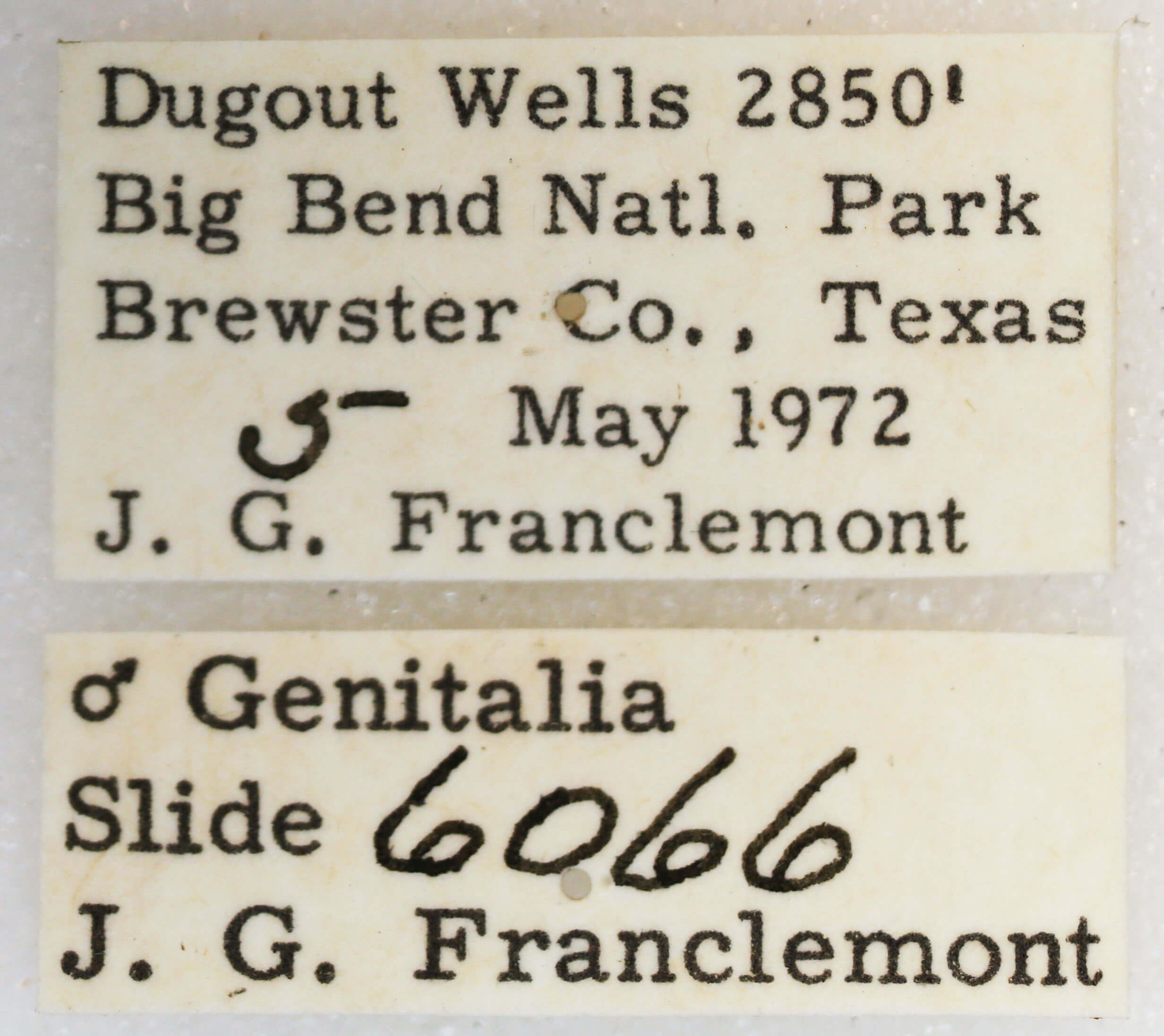 label view of adult Glaucina elongata