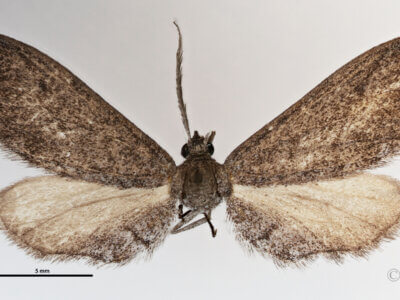 dorsal view of adult Glaucina elongata