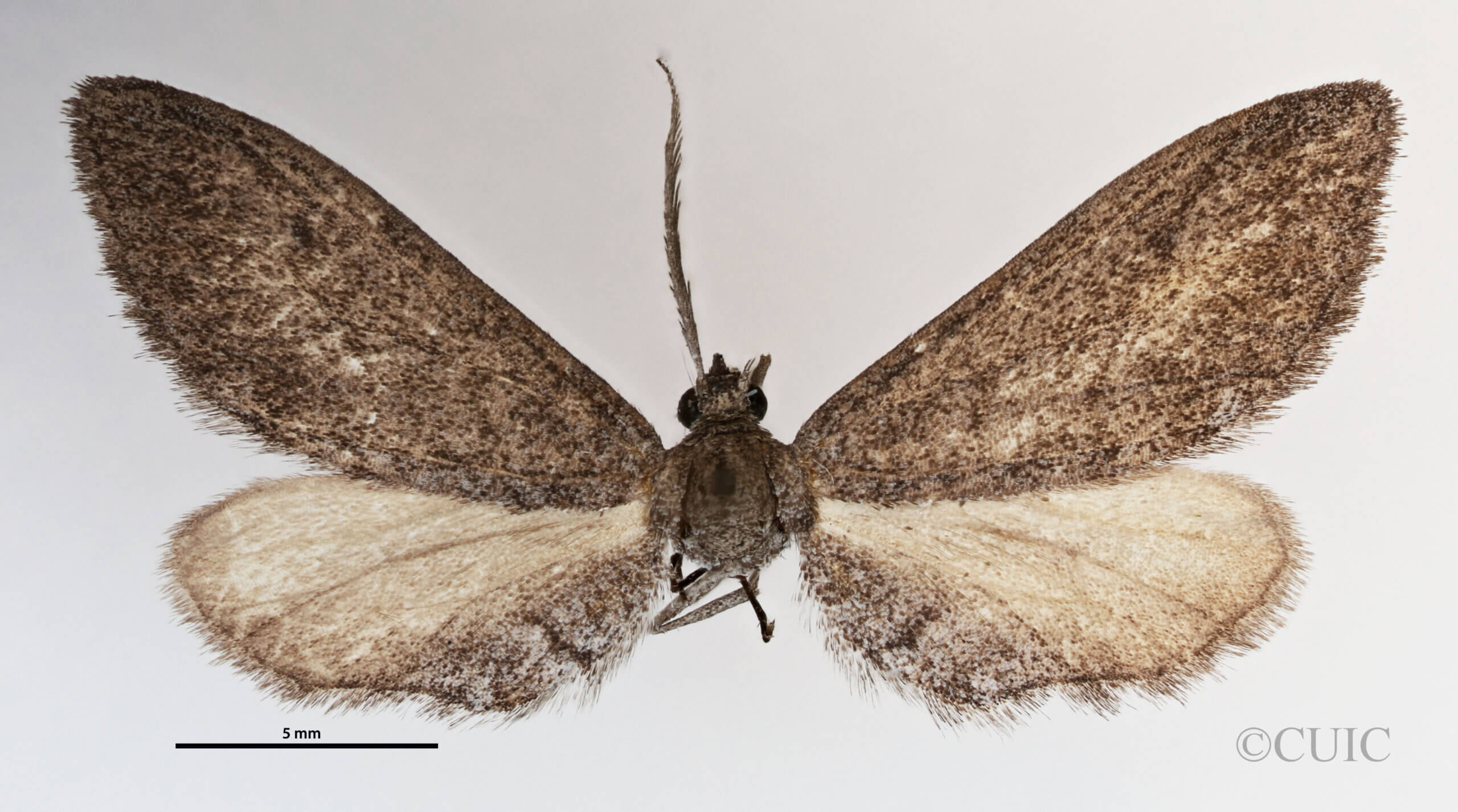 dorsal view of adult Glaucina elongata