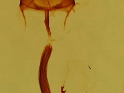 genitalia view of adult Glaucina elongata