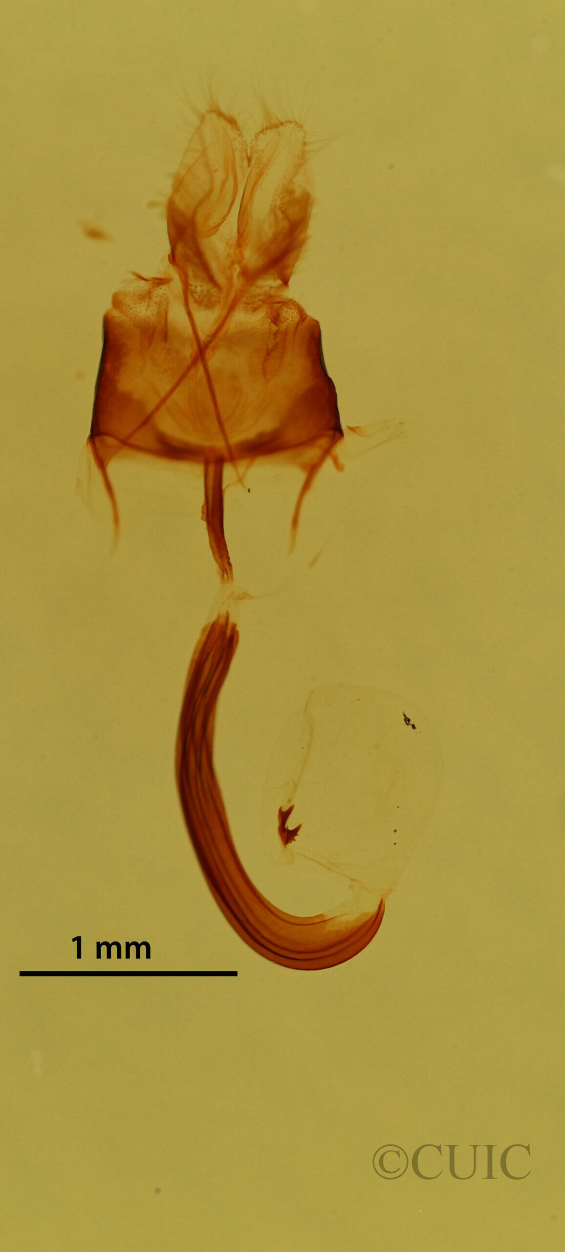 genitalia view of adult Glaucina elongata