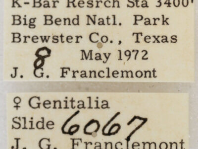 label view of adult Glaucina elongata