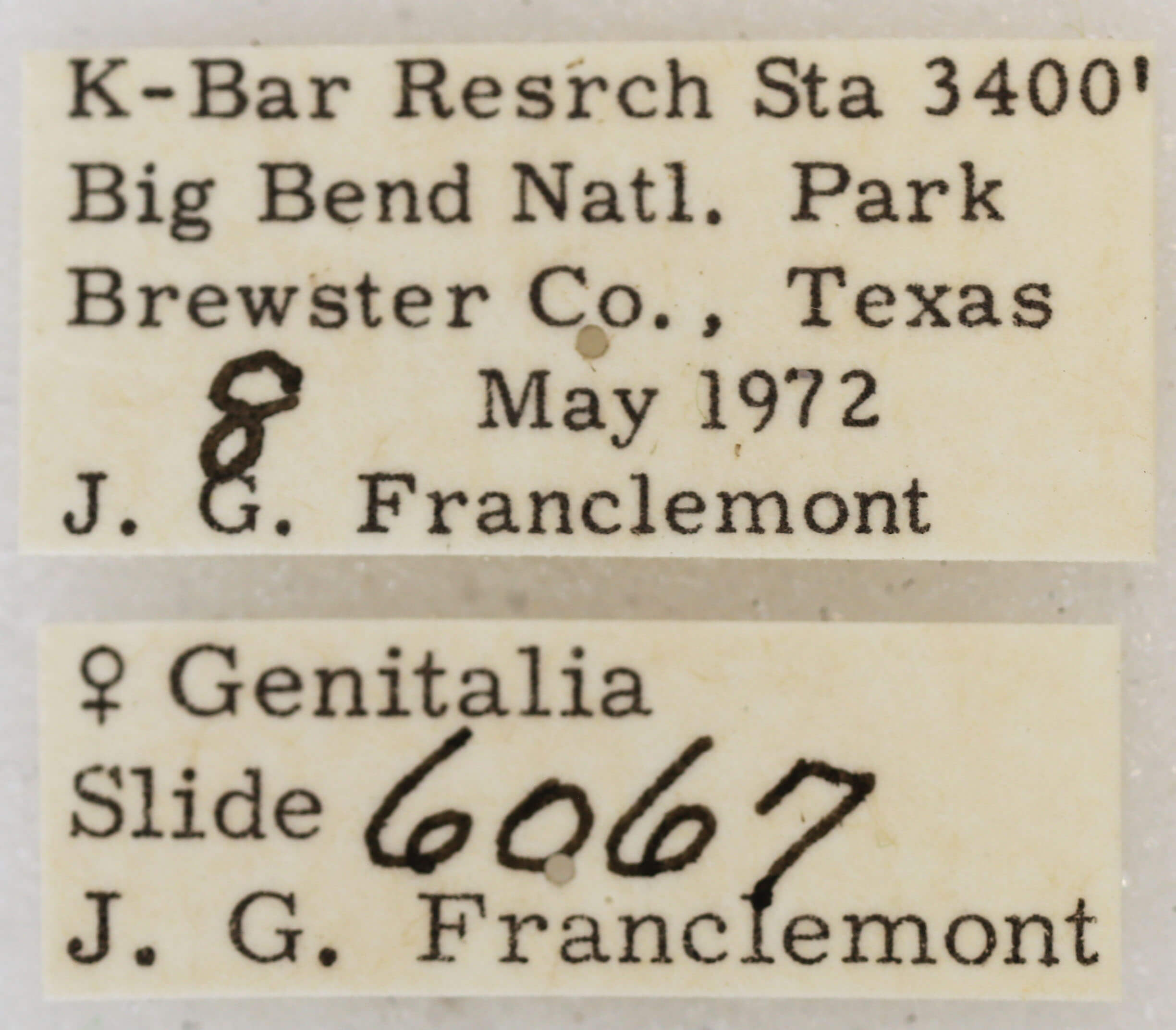 label view of adult Glaucina elongata