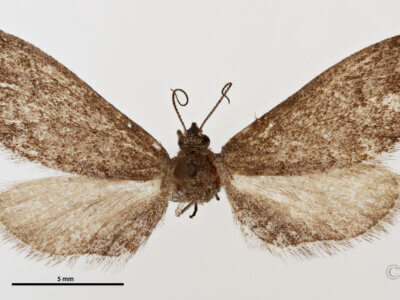 dorsal view of adult Glaucina elongata