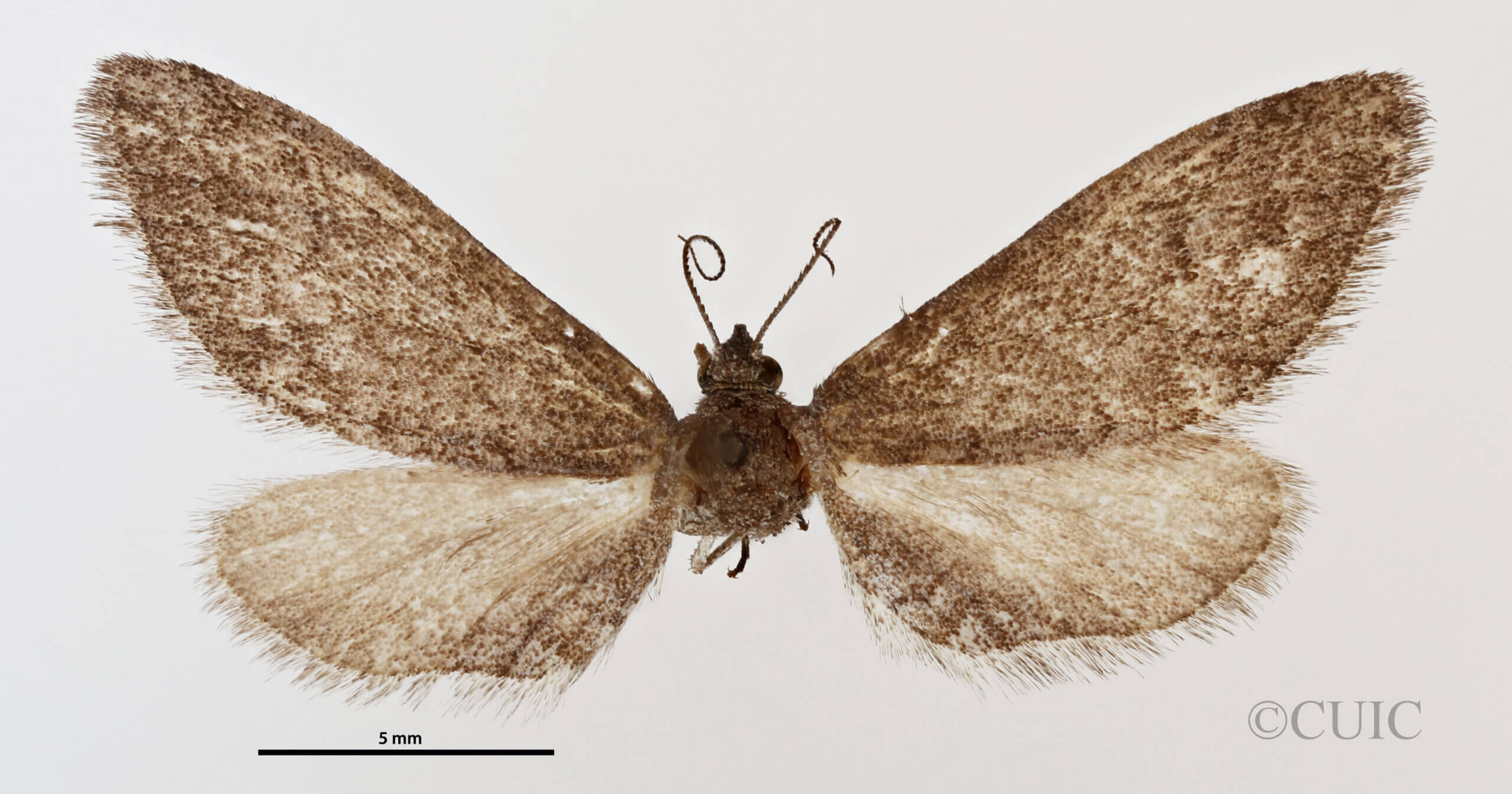 dorsal view of adult Glaucina elongata
