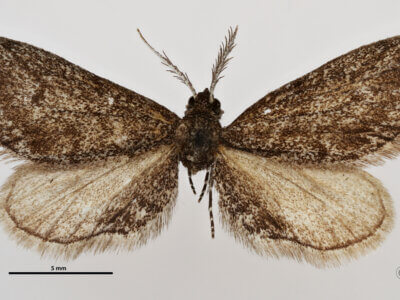 dorsal view of adult Synglochis perumbraria