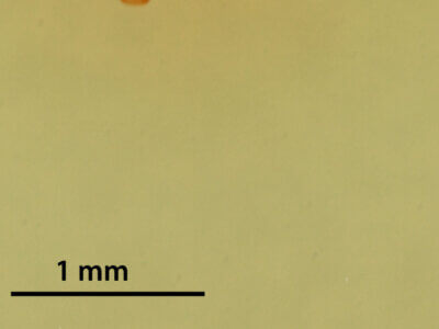 genitalia view of adult Synglochis perumbraria