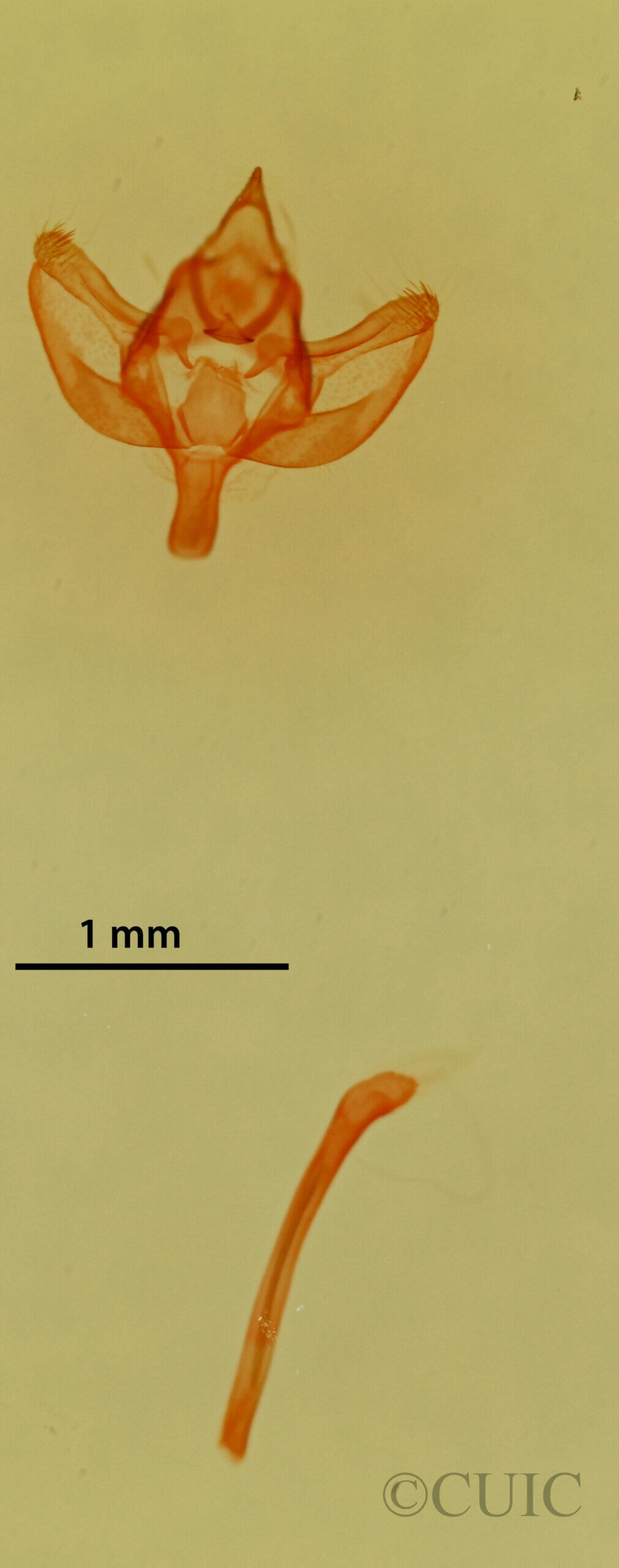 genitalia view of adult Synglochis perumbraria